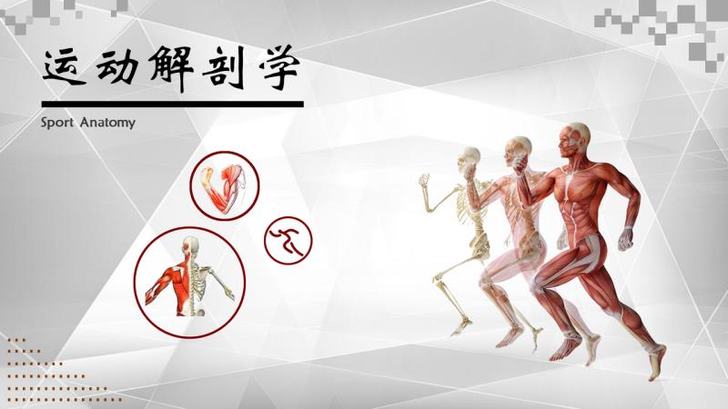 运动解剖学课程封面