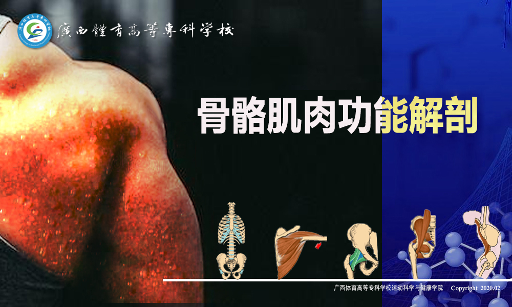 骨骼肌肉功能解剖课程封面