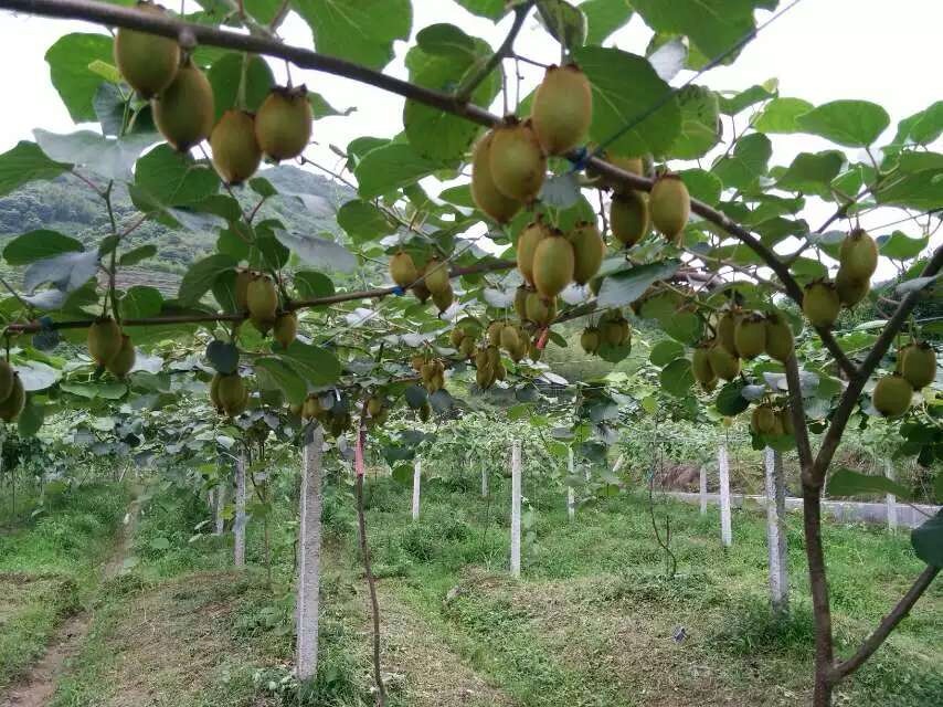 园艺植物栽培学I课程封面