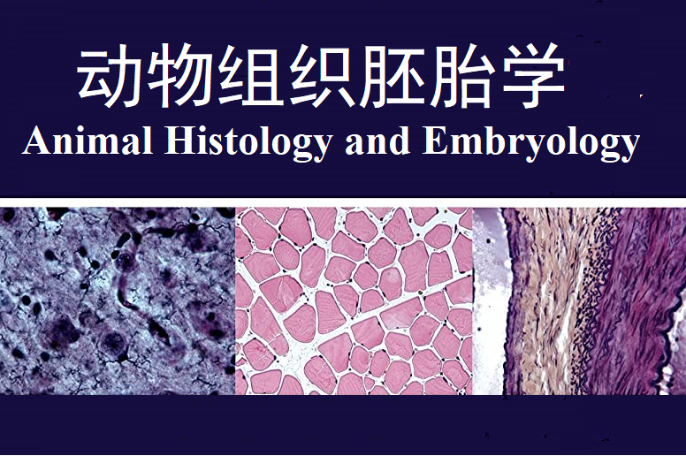 动物组织胚胎学(32学时)课程封面