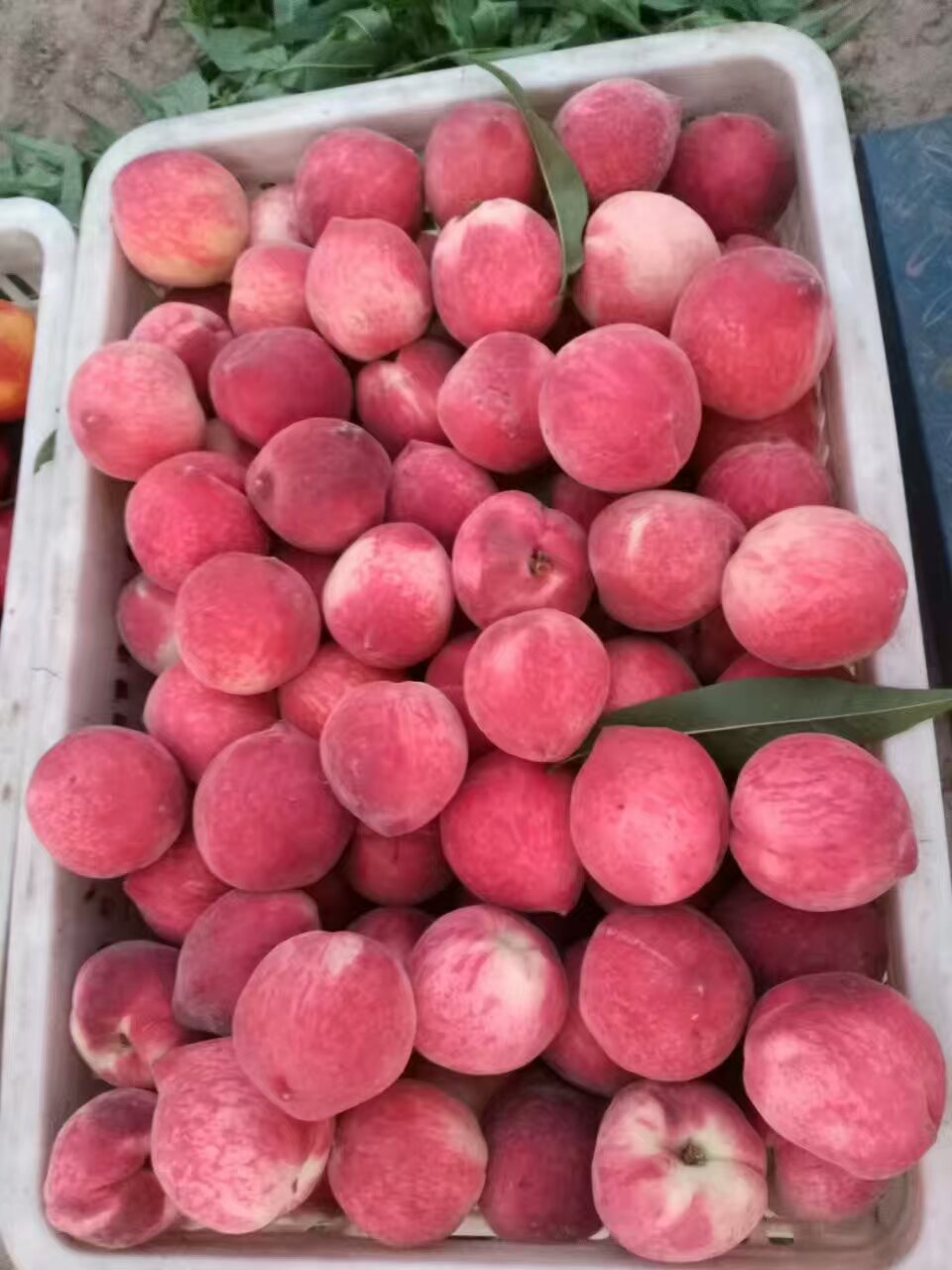 园艺产品贮藏加工课程封面
