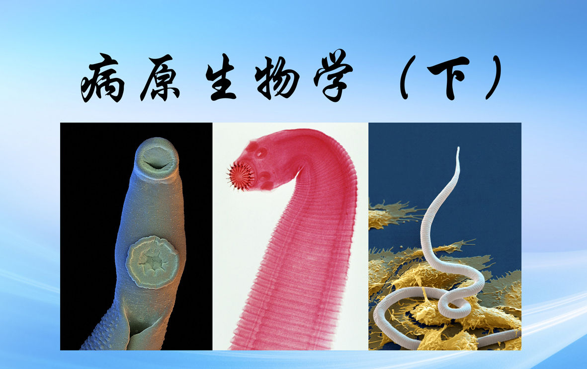 2021级-病原生物学-人体寄生虫学课程封面