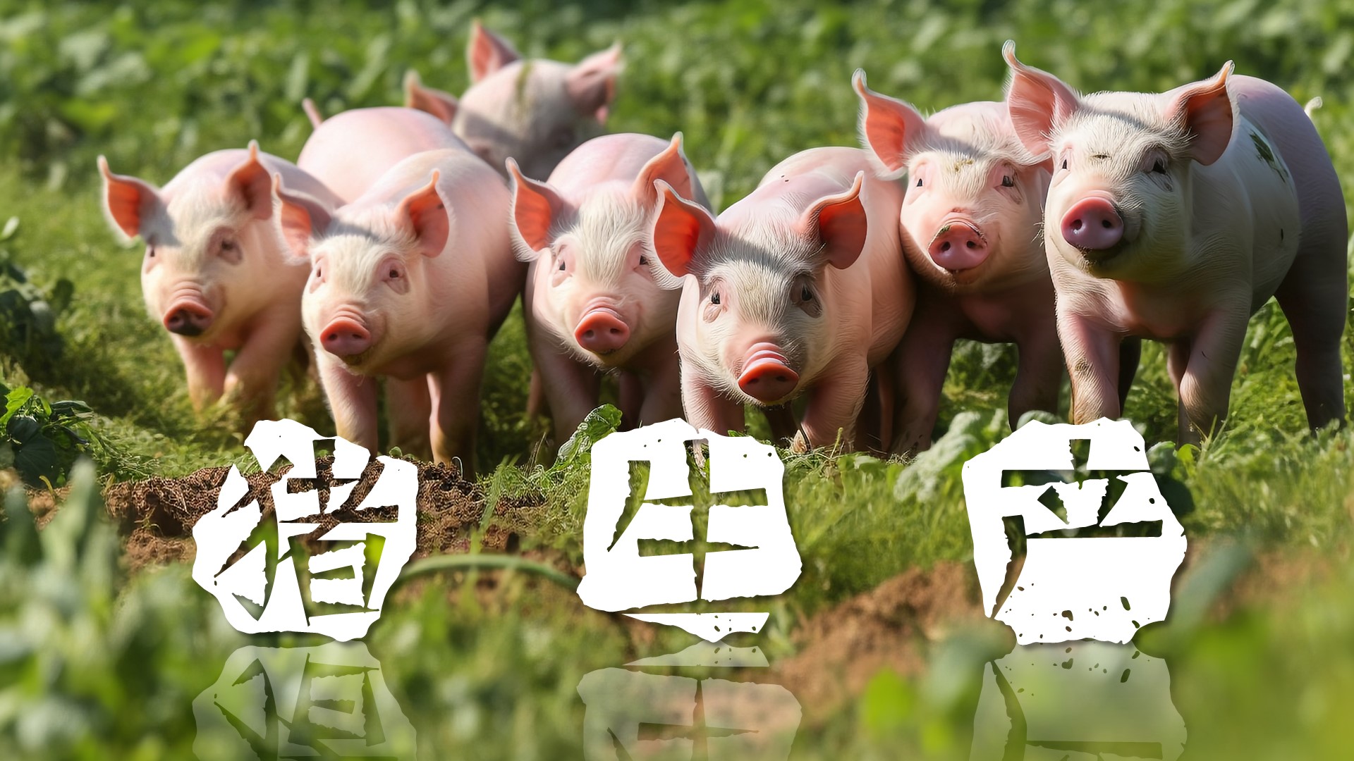 猪生产课程封面